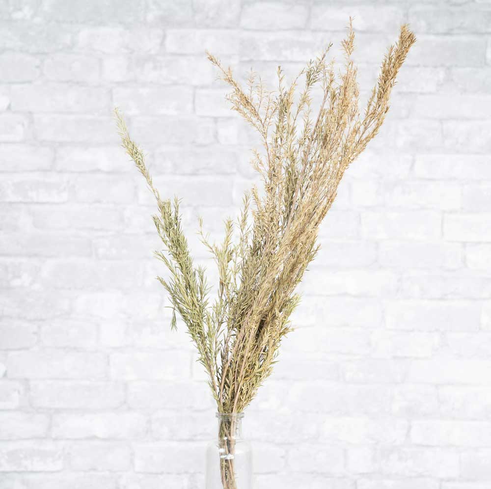 Bottle Brush - Image 2