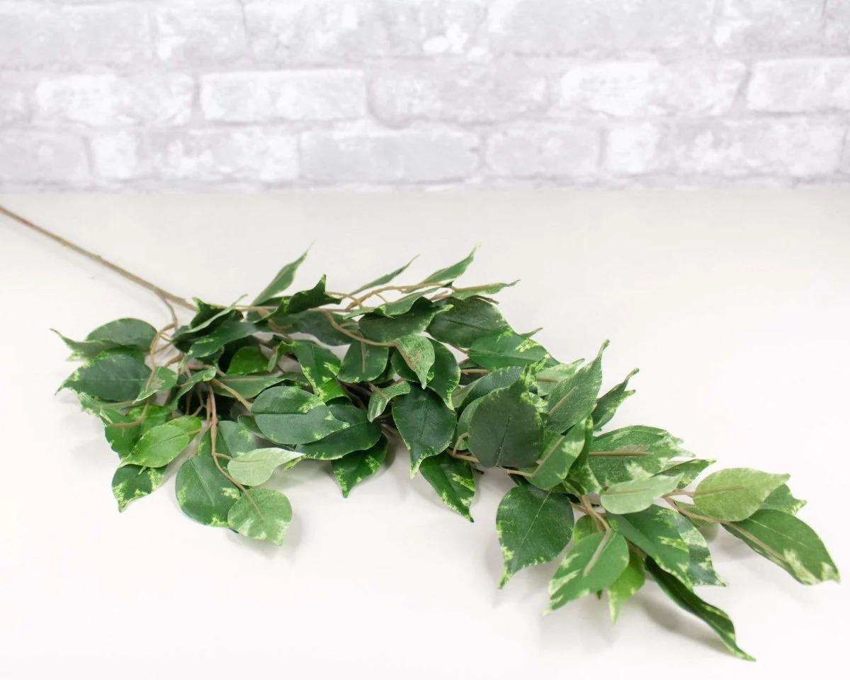 Ficus Spray - Variegated