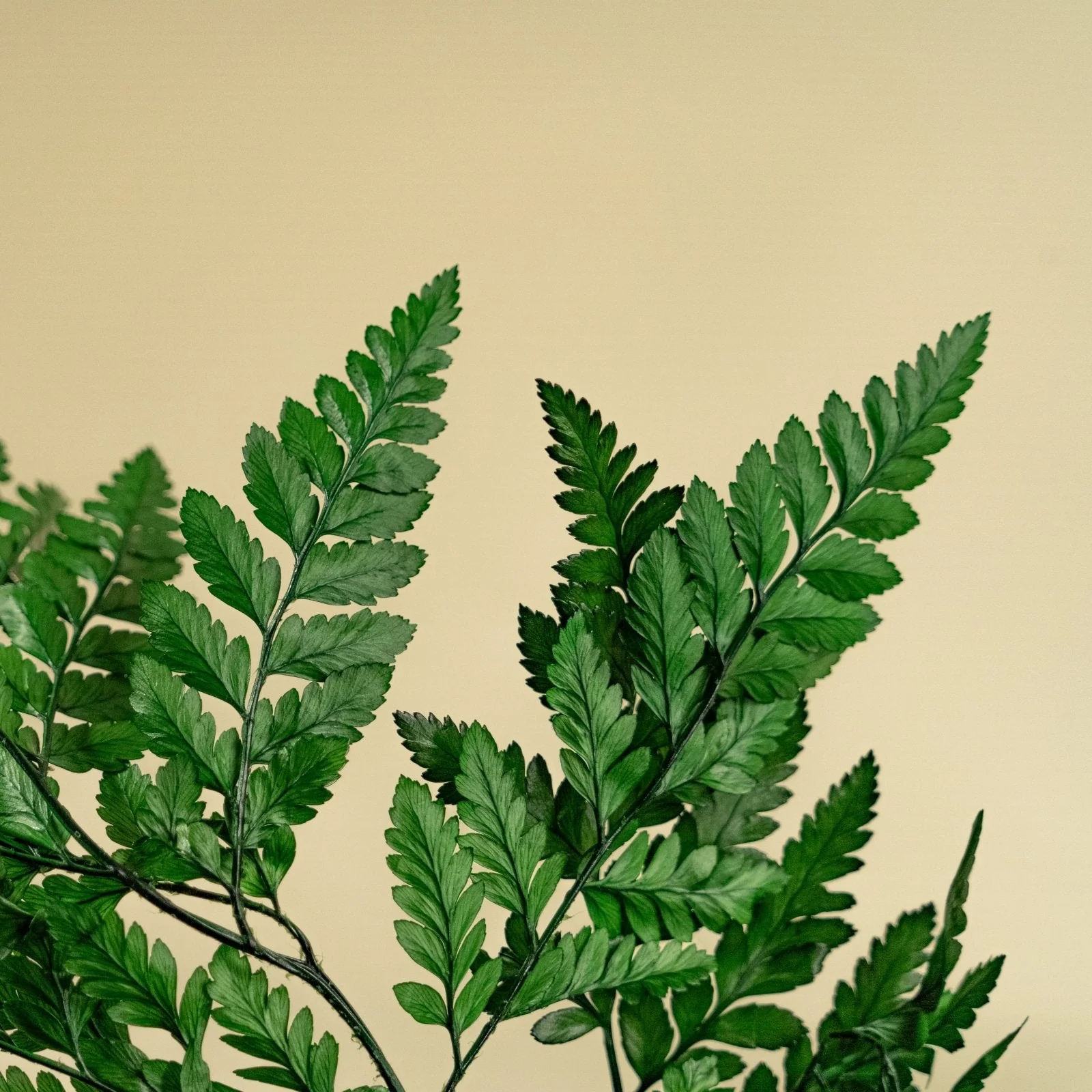 Leather Leaf - Green - Image 5