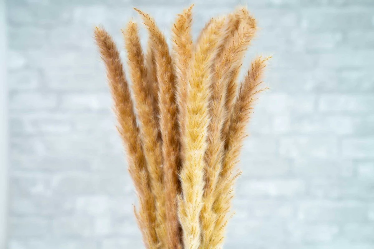 Mini Pampas - Brown