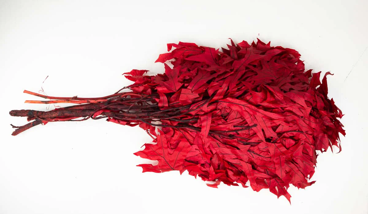 Oak - Red