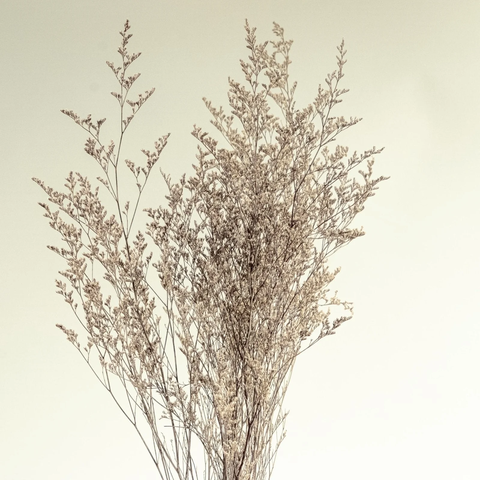 Preserved Caspia (Silver) - Sample