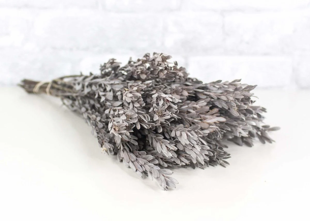 Pubescens Bundle - Silver/White