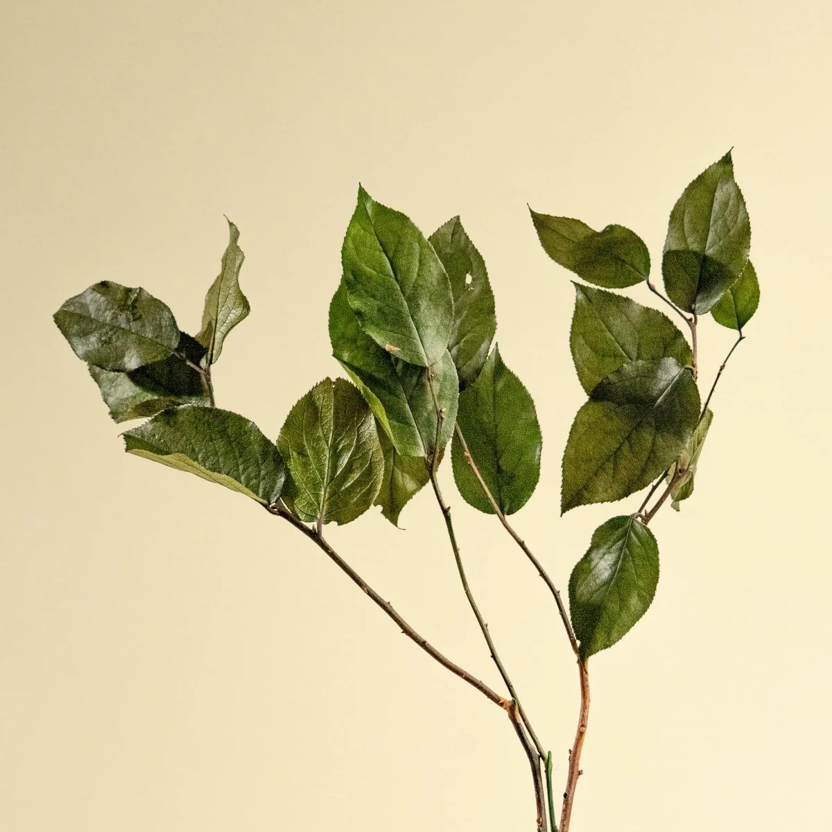 Salal - Green (Preserved)