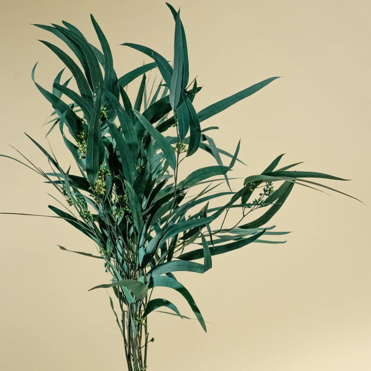 Seeded Willow Eucalyptus - Teal