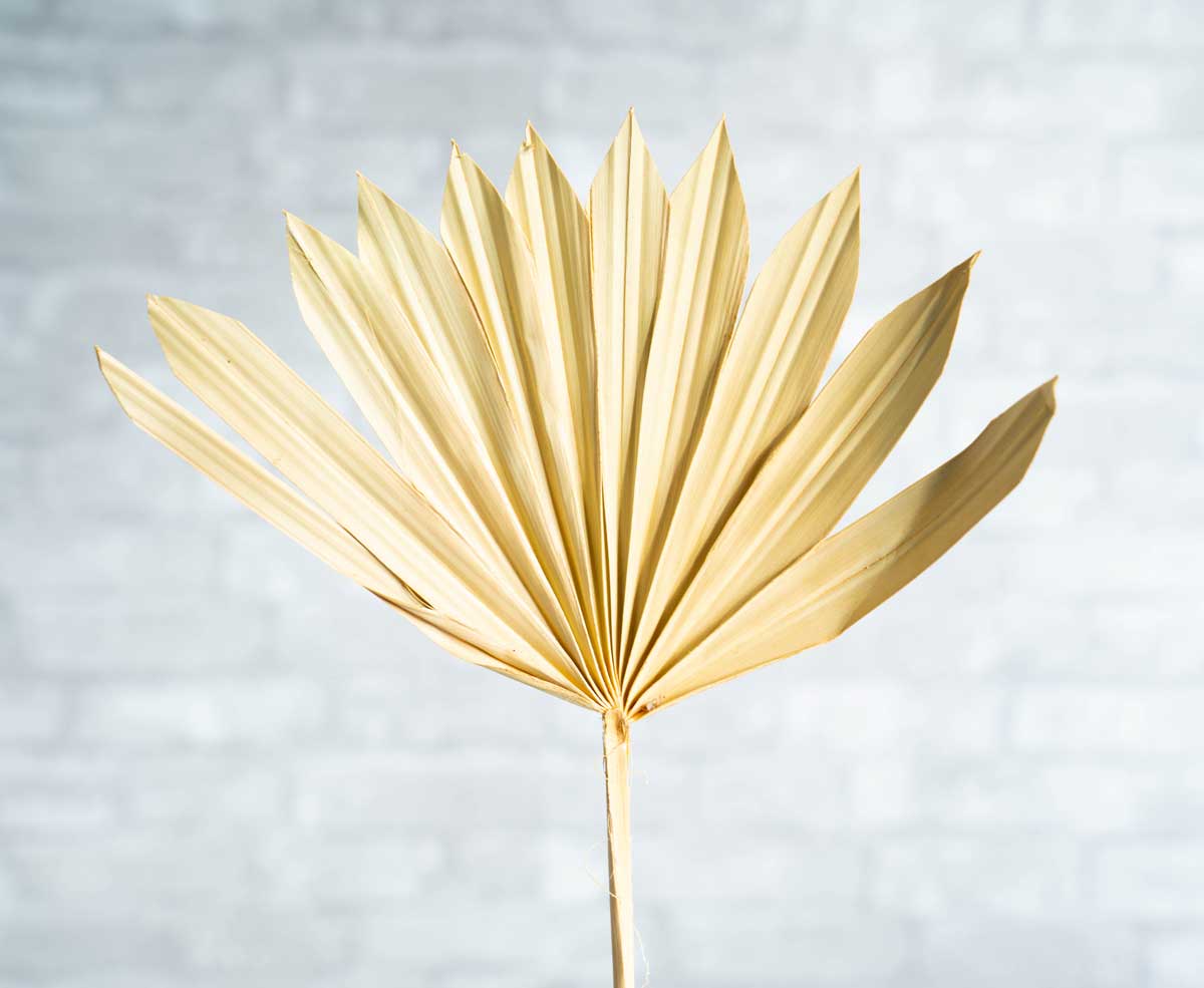 Sun Palm Spear Mini (5 Pack)